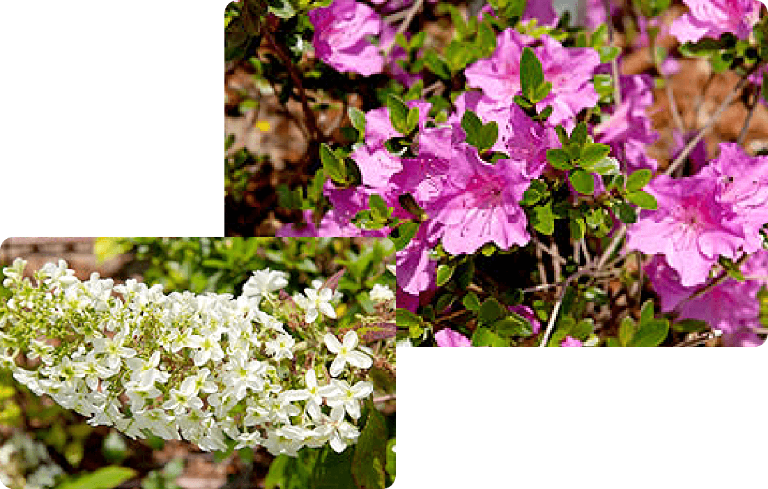 四季の花々