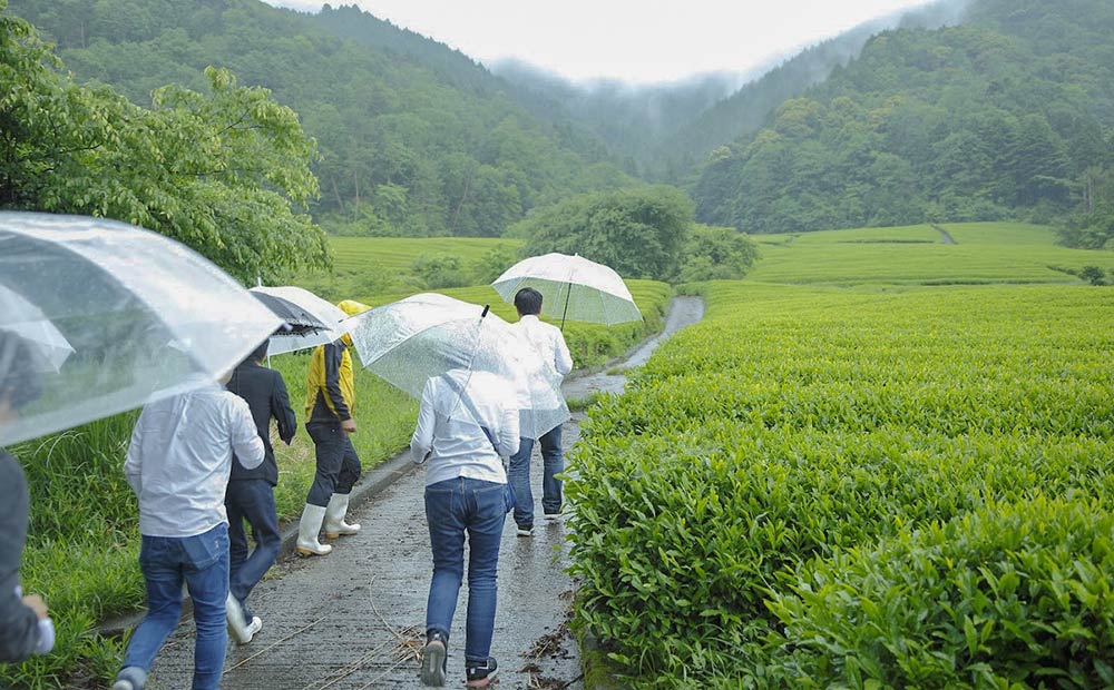 茶園を守り拡げる「茶園オーナー制度」