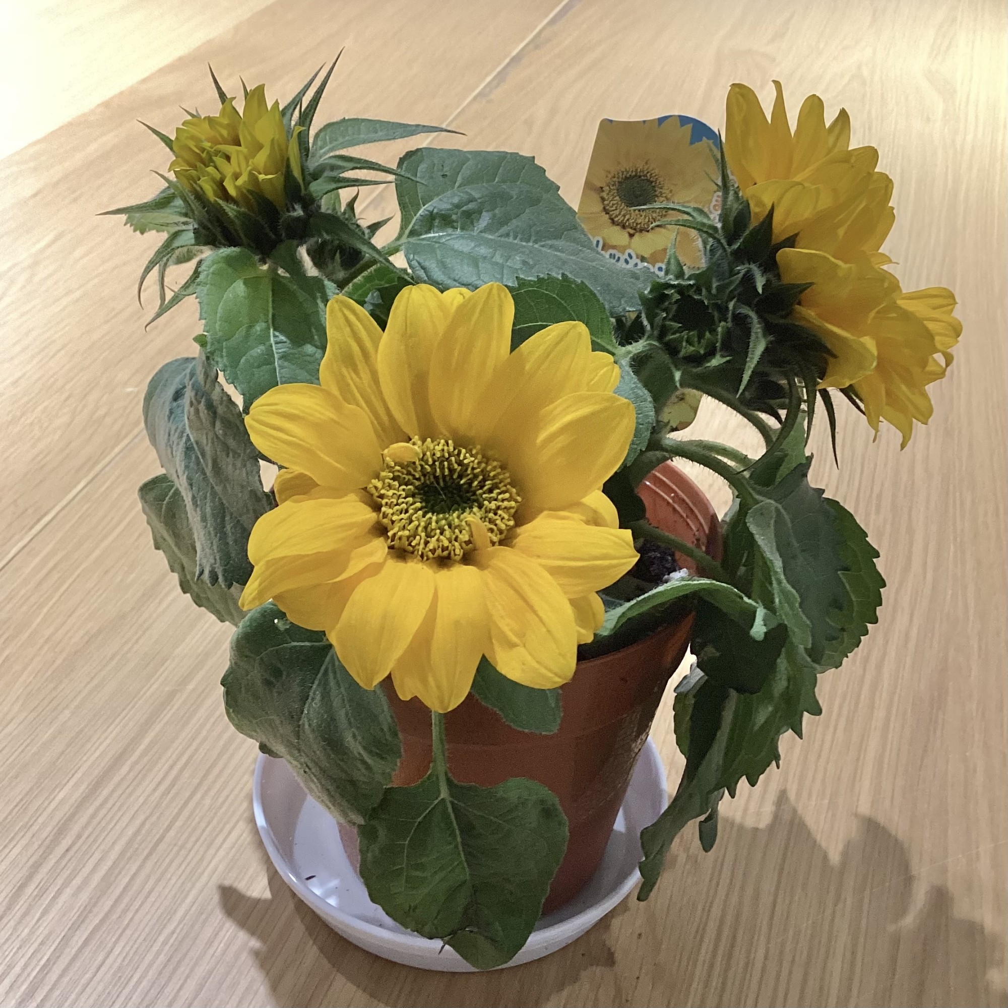 夏を先取り！ミニひまわり