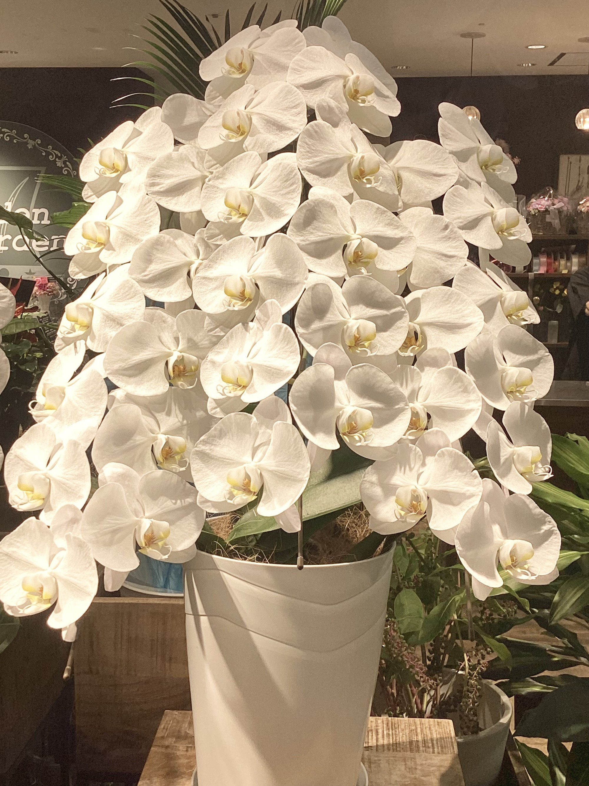【お盆】胡蝶蘭入荷のお知らせ