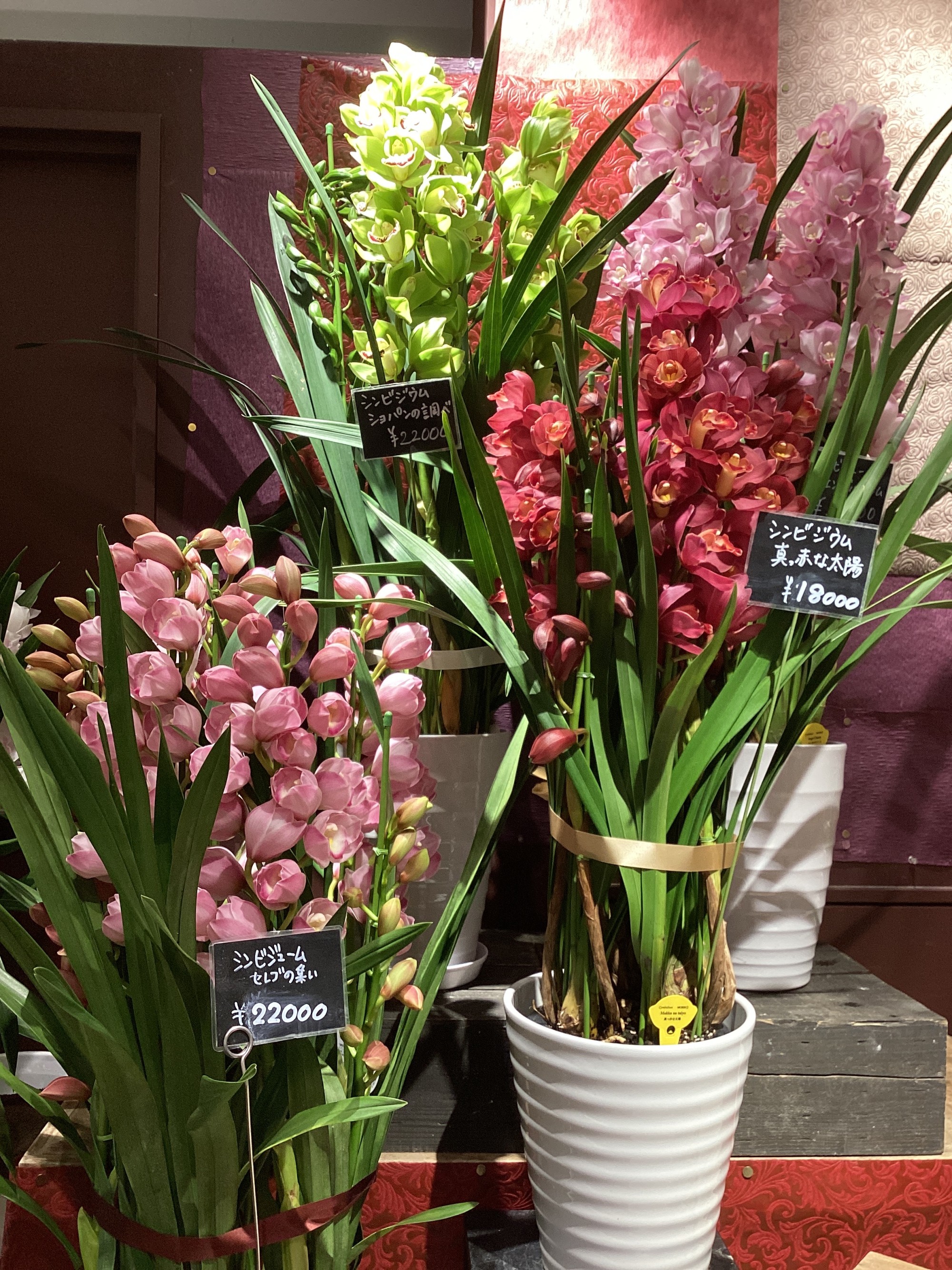 【冬の蘭特集】