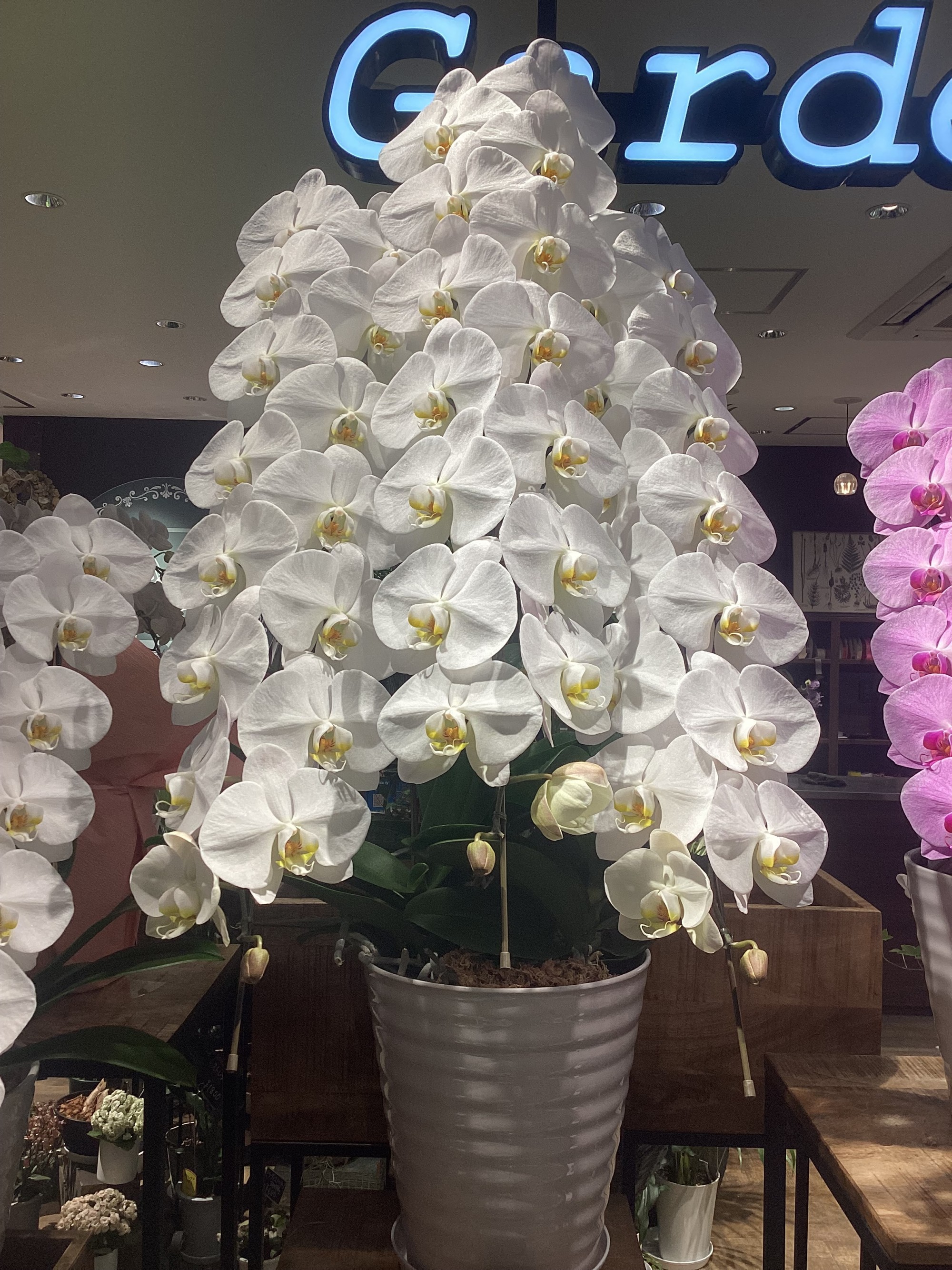 【人気】胡蝶蘭が売れています