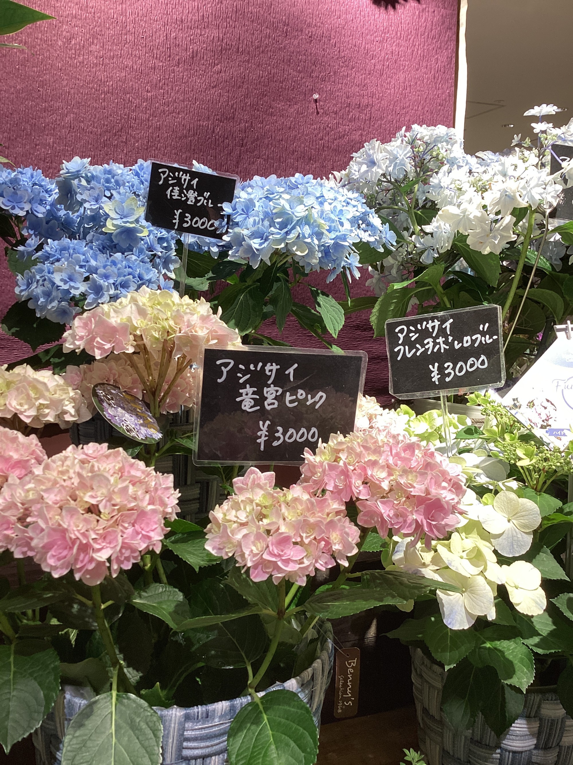 紫陽花が入荷しました！