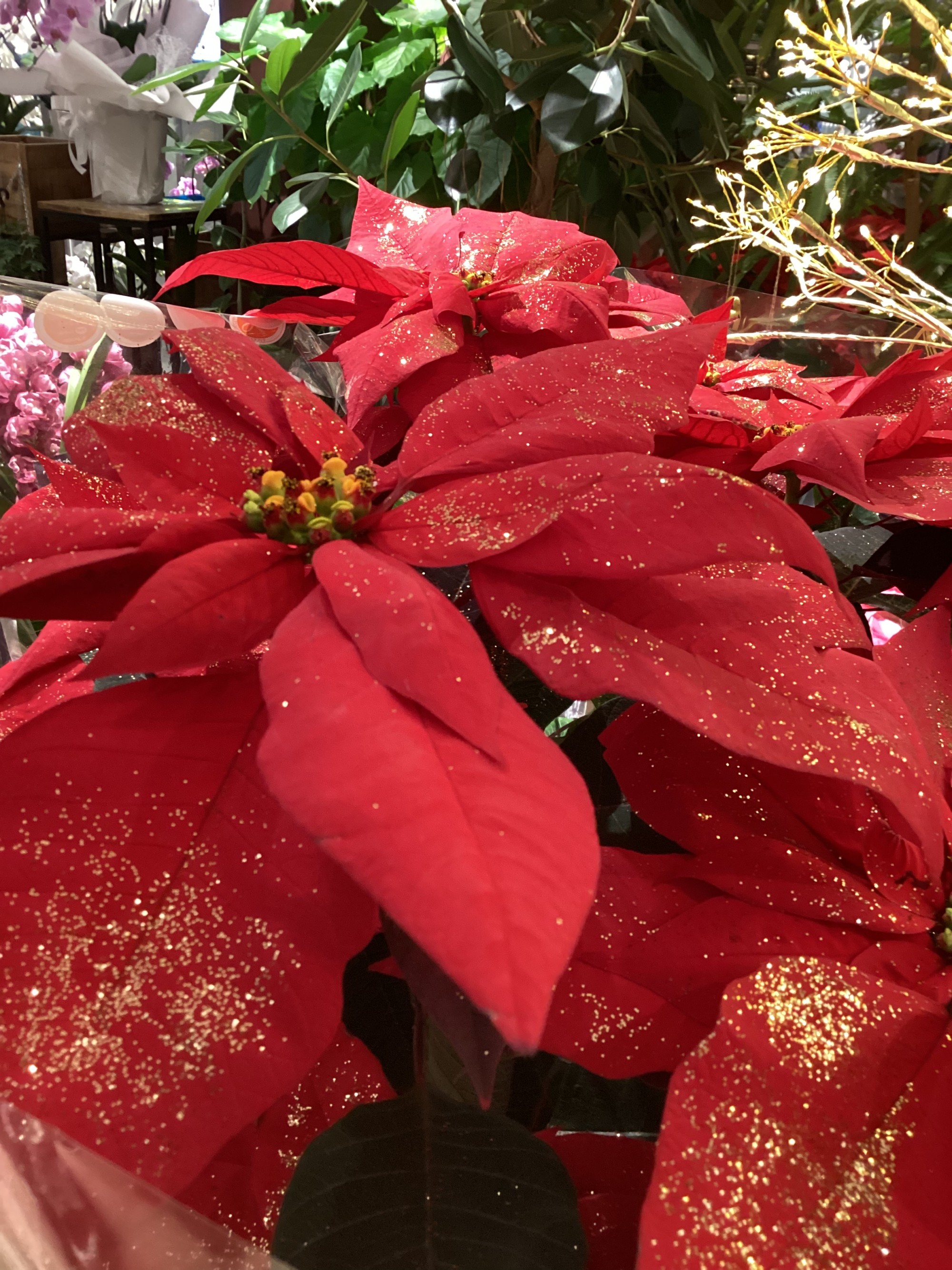 【ポインセチア特集】